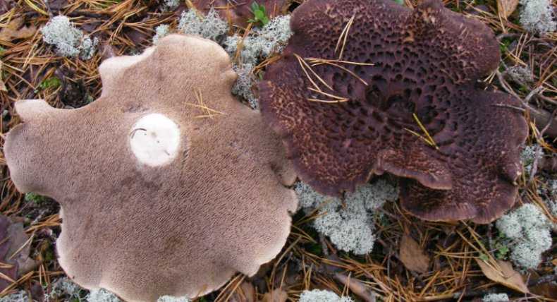Ежовик усиковый – гриб необычной формы