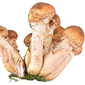 Как замочить сухие белые грибы: советы хозяйкам