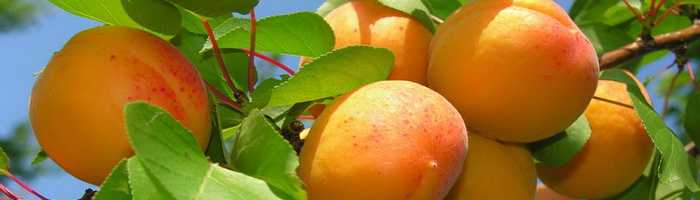 Как посадить абрикос: схемы посадки, в том числе выбор места на участке, особенности в регионах