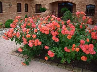 Алыча 'июльская роза' — википедия. что такое алыча 'июльская роза'
