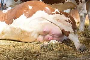 Бородавки на вымени у коровы: чем лечить, причины