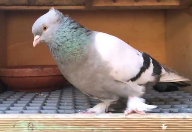 Турецкие голуби такла: видео, разновидности, разведение - fermnamilion