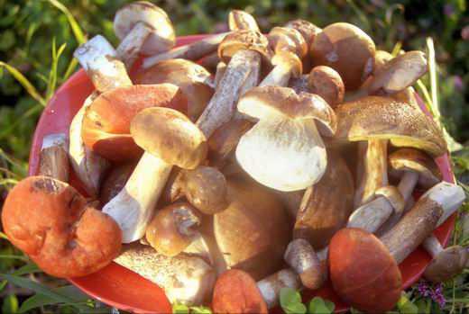 Выращивание и хранение белых грибов в домашних условиях