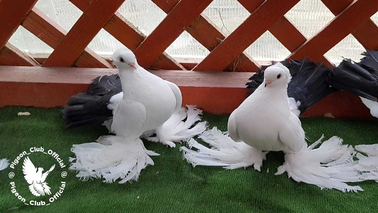 Статные голуби: виды, описание, фото породы