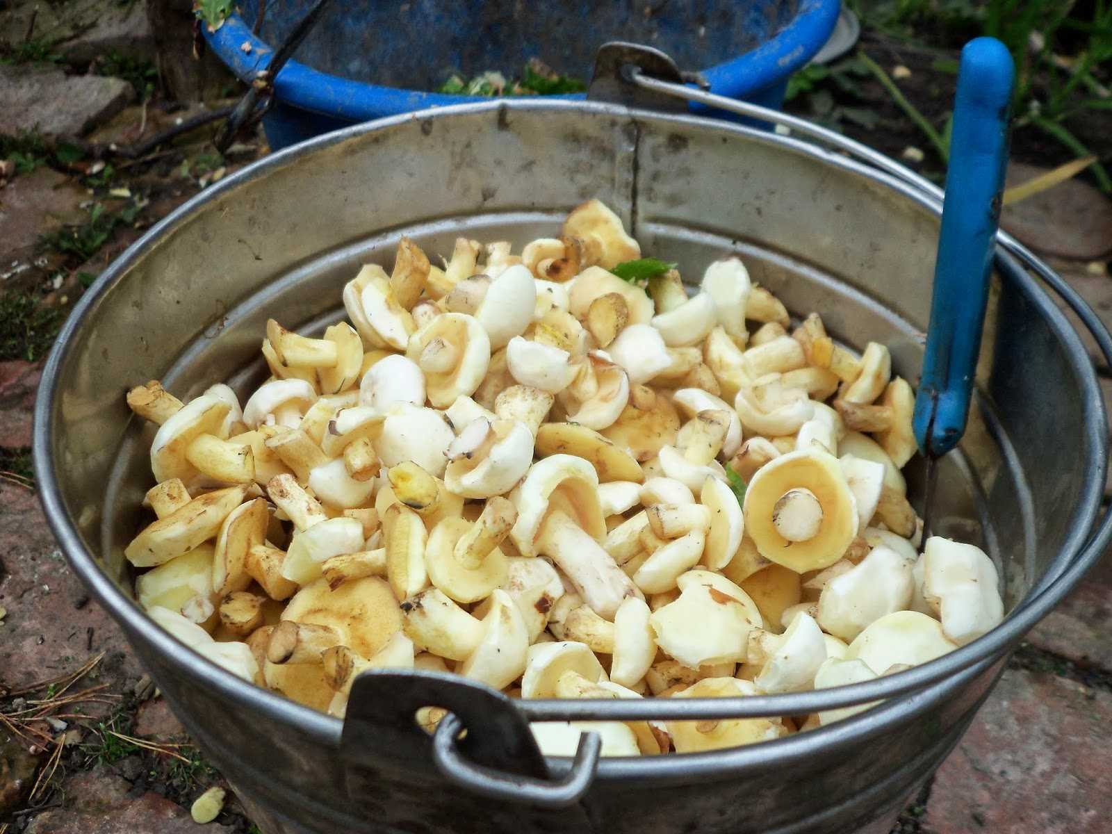 ᐉ грибы маслята как чистить и готовить, переработка маслят - krepmaster-surgut.ru