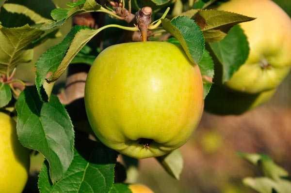 Зимние сорта яблонь для средней полосы и других регионов