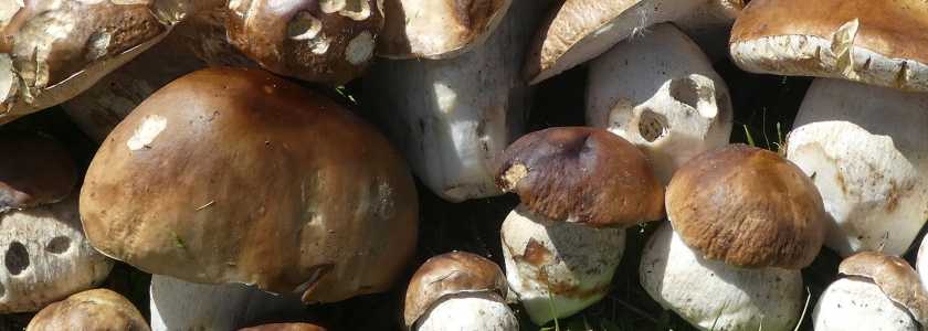 Как посадить грибы на даче: 3 способа разведения грибницы