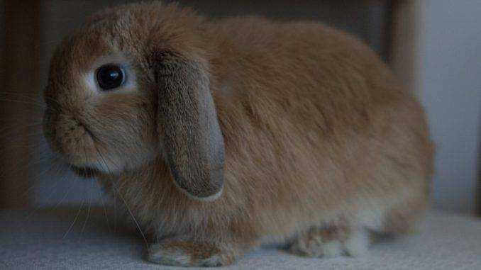 Вислоухий кролик — карликовый баран