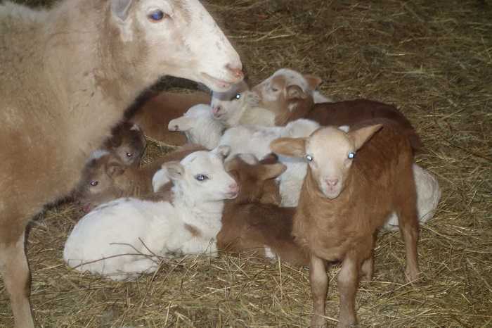 Катумские овцы: описание породы и характеристика, отзывы владельцев, фото, видео