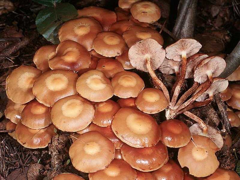 Ложноопенок серно-желтый (ложный серно-желтый опенок, hypholoma fasciculare): как выглядят грибы, где и как растут, съедобны или нет
