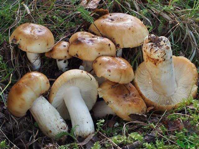 Желчный гриб: как отличить от белого гриба