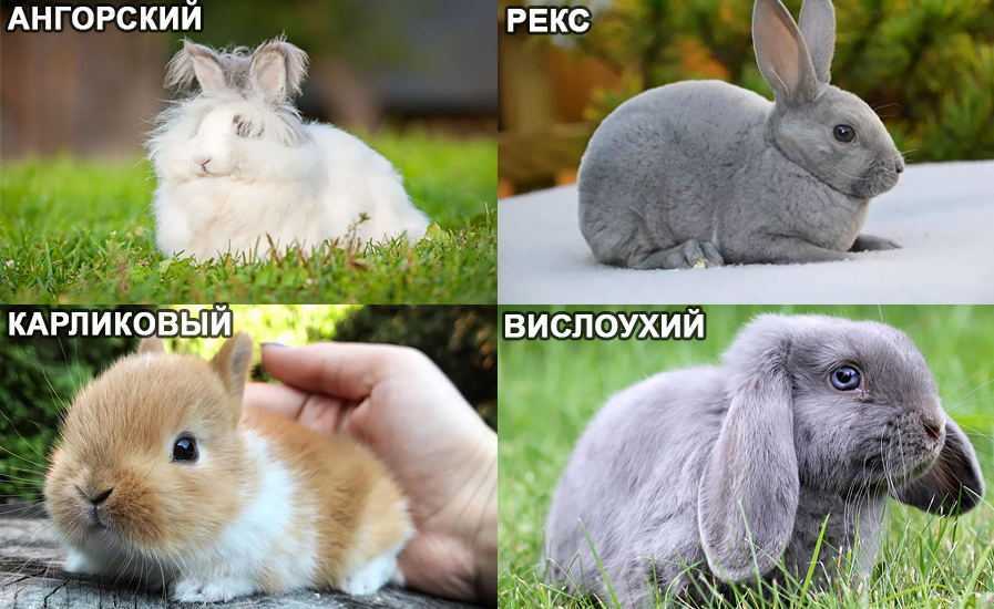Карликовый кролик и его разновидности