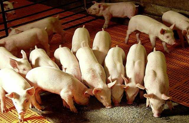 Разведение свиней как бизнес - выгодно или нет: с чего начать, как преуспеть + стратегия бизнеса, анализ рынка и нюансы