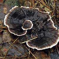 Феллодон сросшийся: подробное описание гриба, фото, места произрастания. Существующие двойники и их отличия. Возможность употребления в пищу.