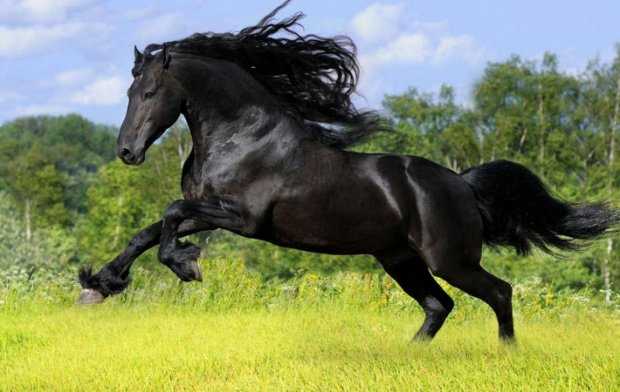 Фризская порода лошадей: история, описание, фото | мои лошадки