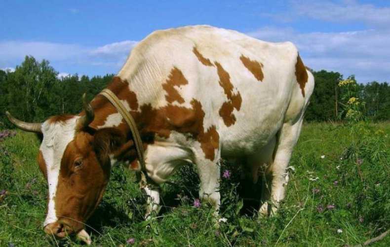 Корова не ест не пьет нет жвачки народные средства