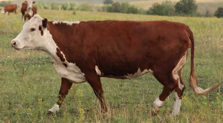 Мясные породы коров: с фото и описанием. Лучшие породы КРС мясного направления.