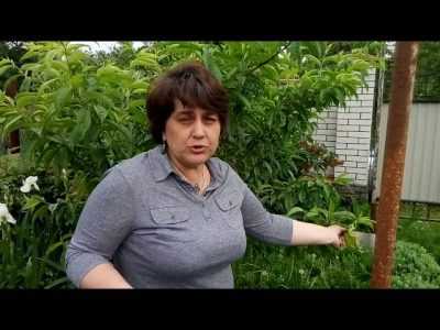 Курчавость листьев персика: лечение