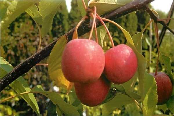 Сорт яблони коваленковское – описание, фото