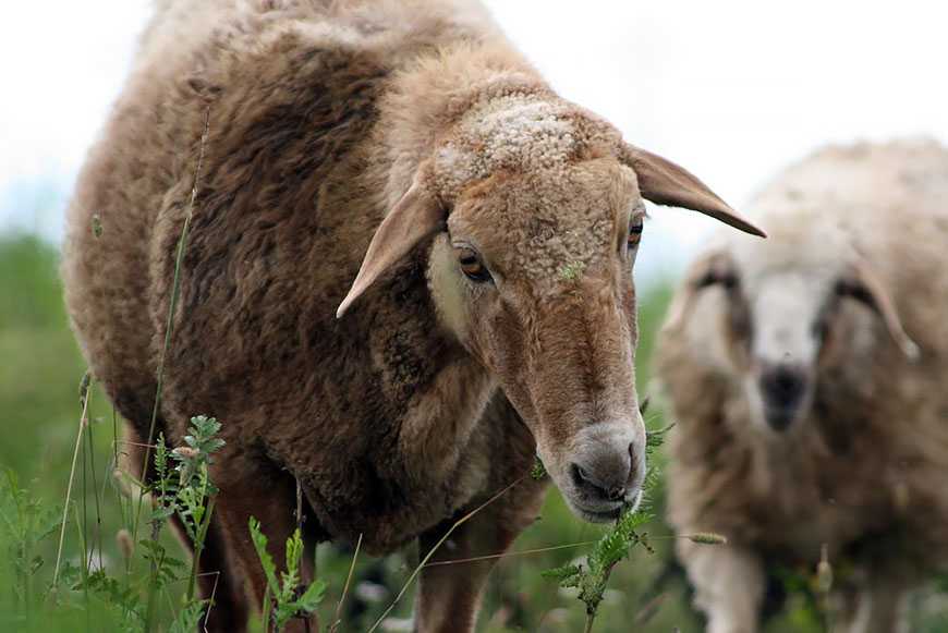 Эдильбаевская порода овец и баранов: как выглядят, описание и характеристика