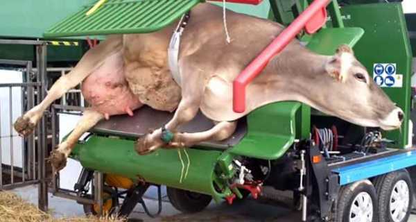 Обрезка копыт у коров — как и чем выполняется чистка, использование станков