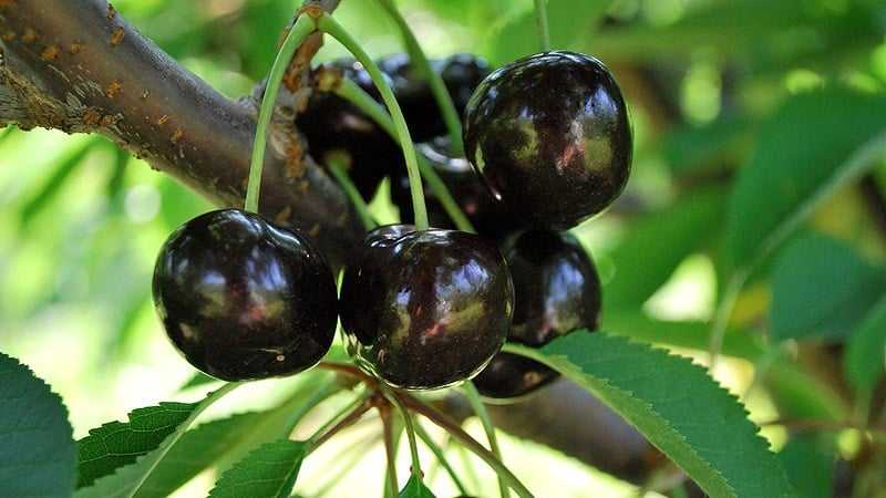 Черешня ленинградская черная — морозостойкий сорт, дающий до 40 кг плодов с дерева