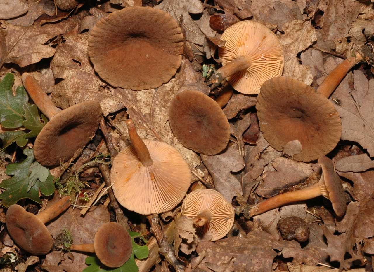 Когда собирают сморчки: где растут эти грибы, как их узнать