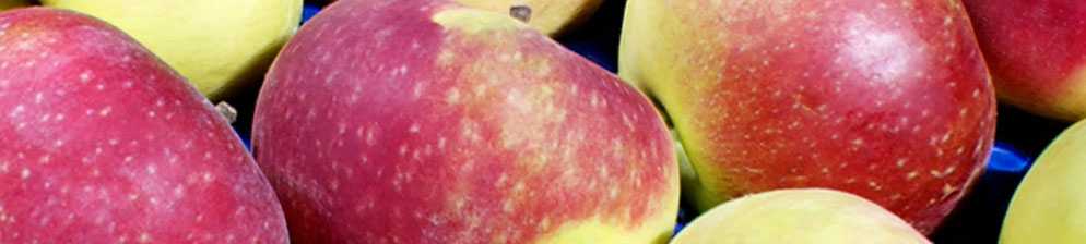 Яблоня лобо: описание сорта и его особенностей