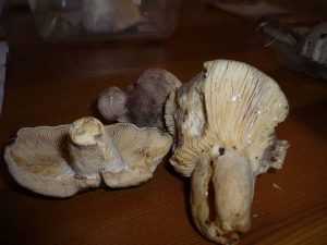 Ядовитые грибы - сатанинский, свинушка, желчный, бледная поганка, грибы зонтики, мухомор, фото, описание, видео