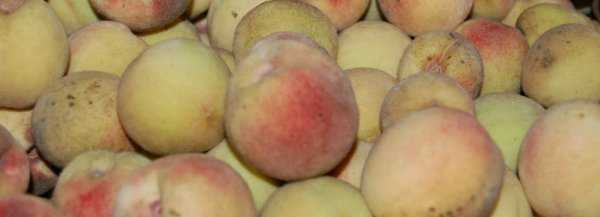 Сорта персика для средней полосы россии, подмосковья, крыма. морозостойкие и устойчивые к курчавости