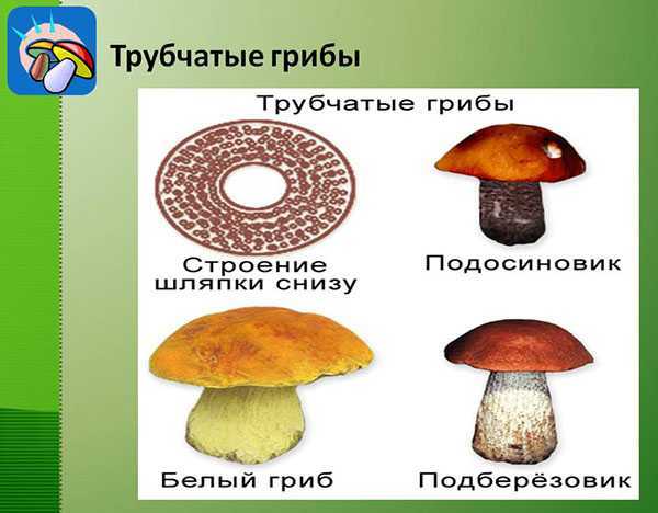 Все ли боровики можно есть: разбираемся в видах “полковника среди грибов”