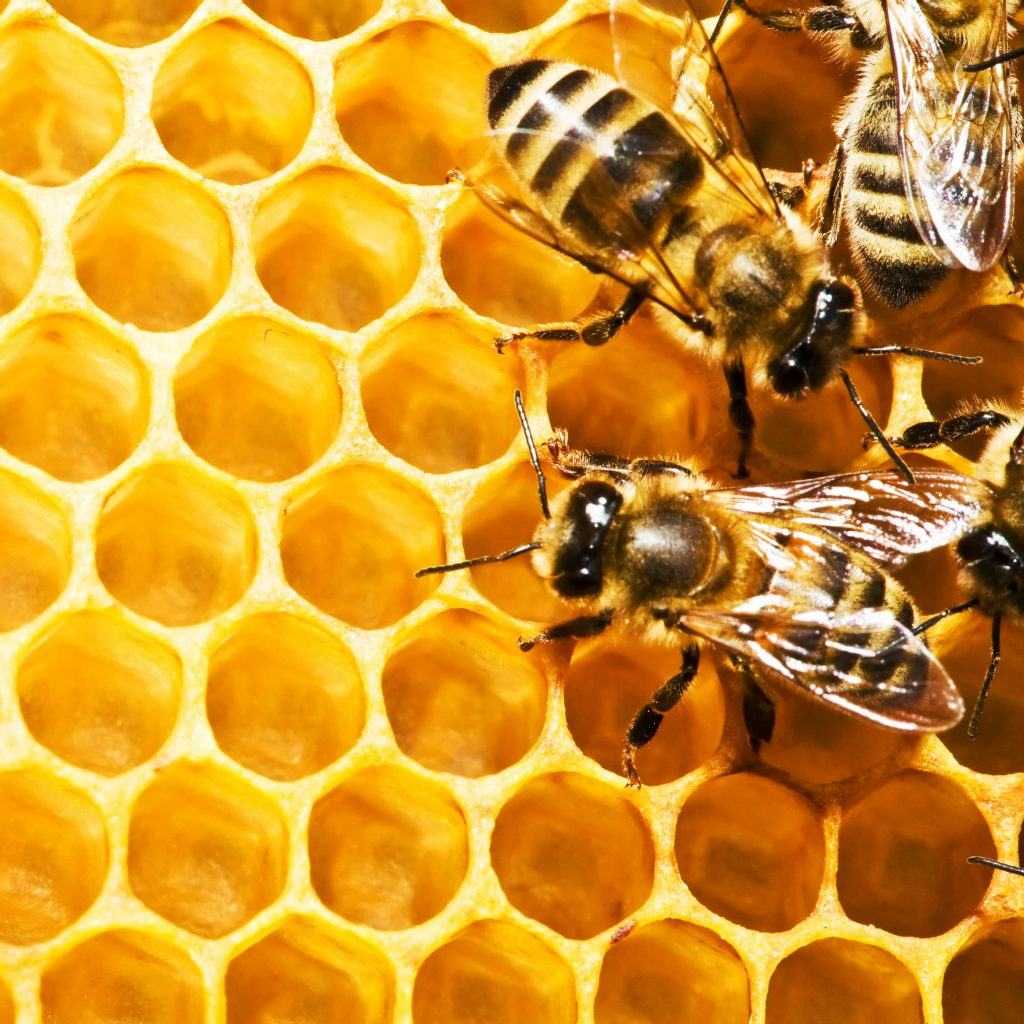 Пчелиные соты: состав, хранение, польза, лекарственные свойства