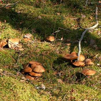 Что представляют собой боровые белые грибы?