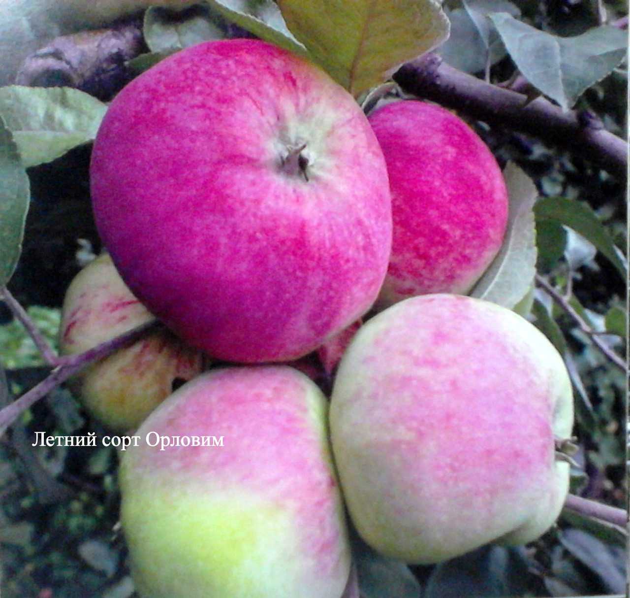 Сорт розовый налив. Сорт яблок Мельба. Яблоня "розовый налив" (Malus domestica). Яблоня Орловим. Сорт яблони Орловим.