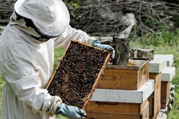 Зимовка пчел: с чего начать, когда кормить и способы зимовки пчел