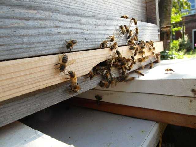 Порода пчёл бакфаст: содержание, их недостаток, фото, отзывы