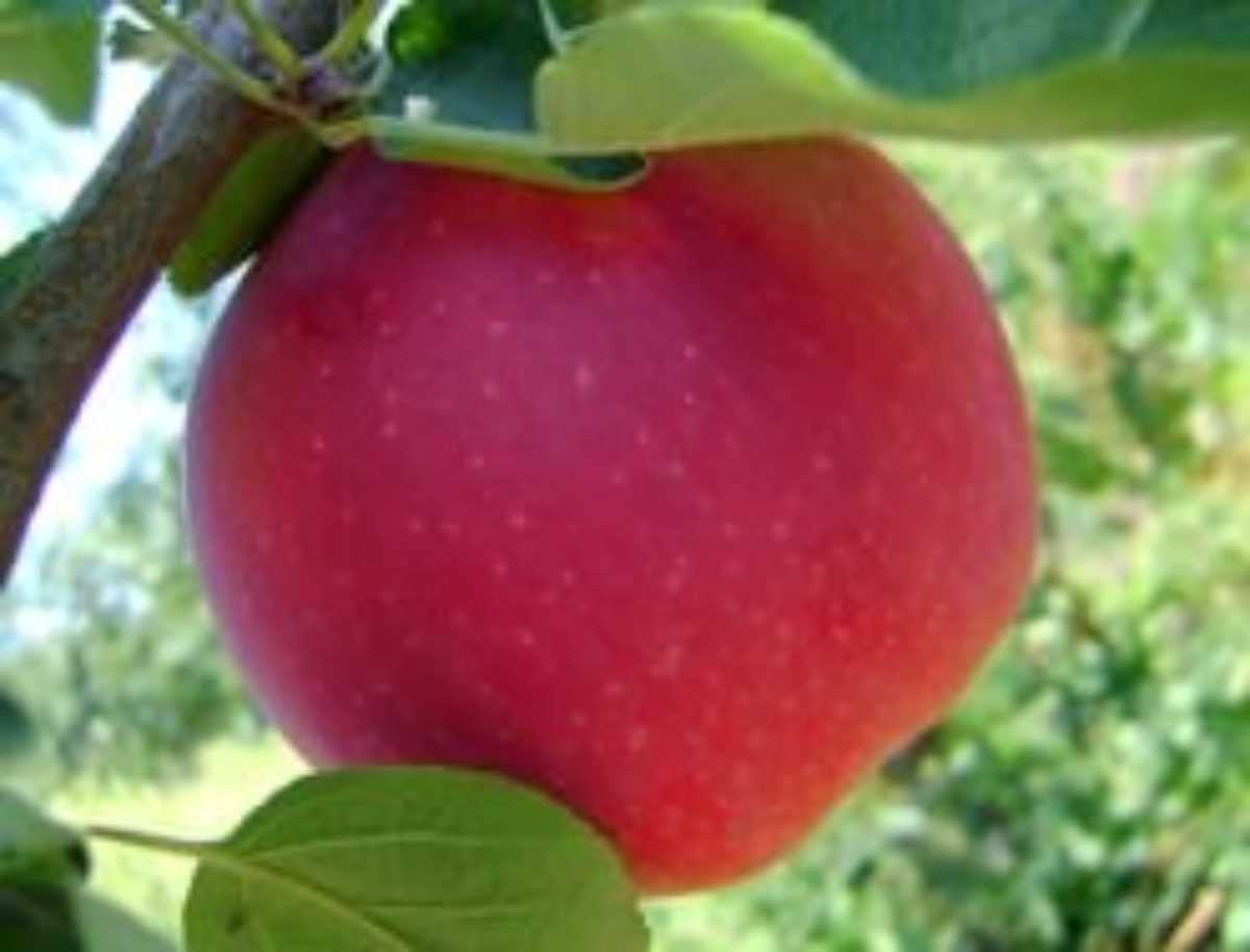 Яблоня пепин шафранный — описание сорта, фото, отзывы