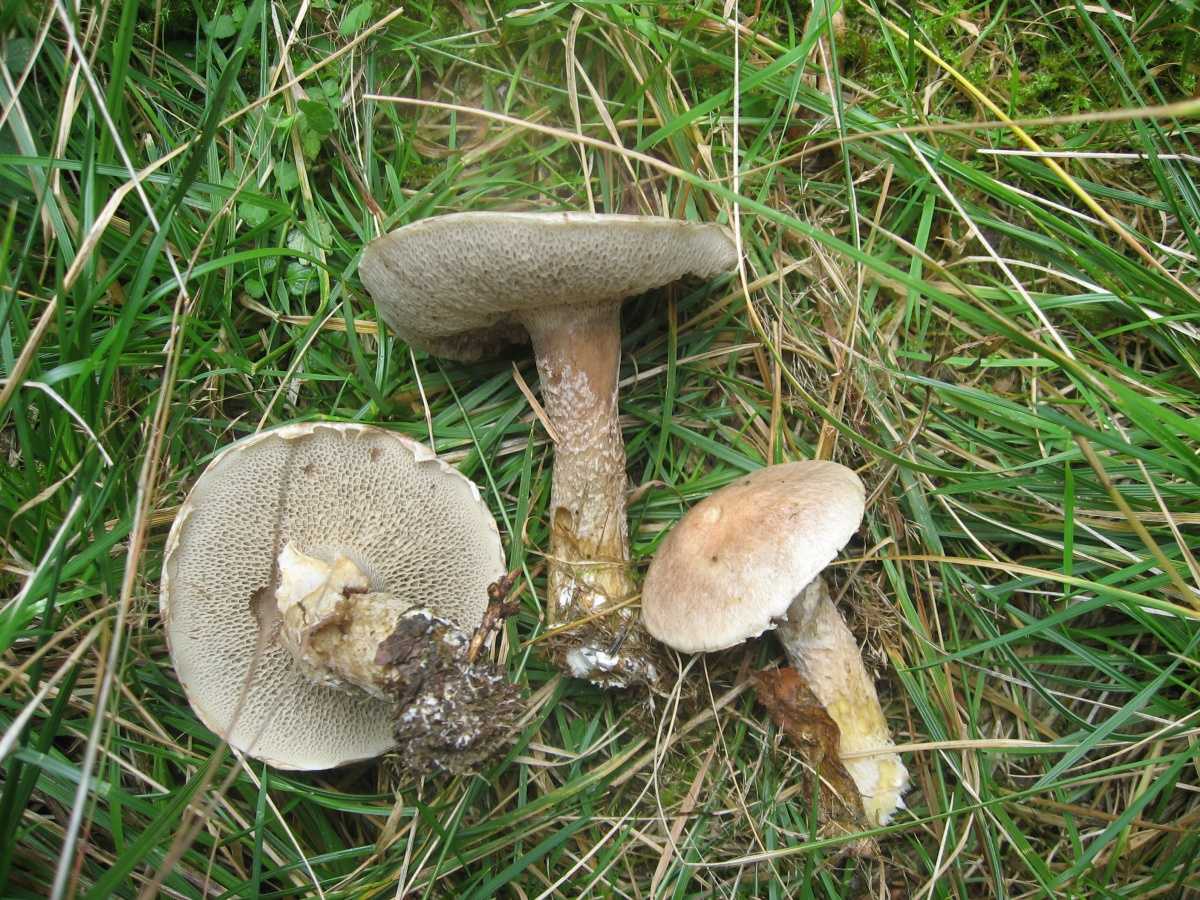 Маслёнок трентийский (suillus tridentinus) –  грибы сибири