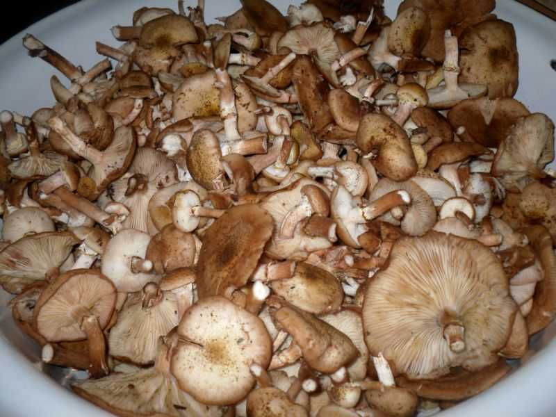 Как готовить опята вкусно, сытно и недорого - грибы собираем