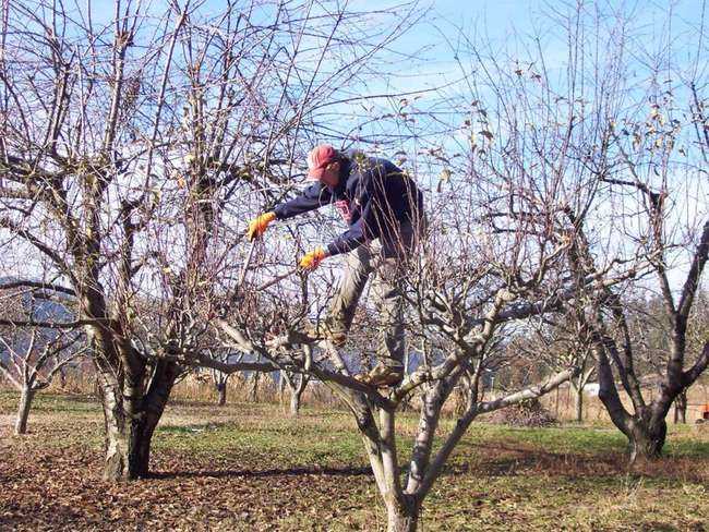 Когда сажать яблони в подмосковье (весной, осенью) - про сорта