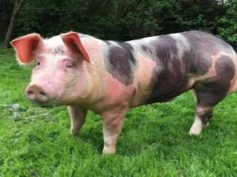 Пьетрен – порода свиней — характеристика, отзывы