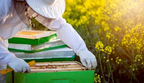 Как объединить пчелиные семьи | практическое пчеловодство