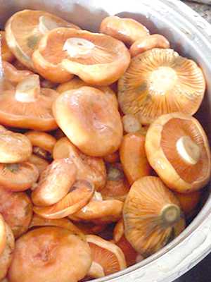 Как правильно почистить и приготовить грибы рыжики после сбора