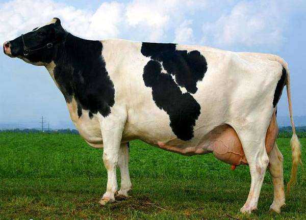 Молочные породы коров в России: описание, фото. Как выбрать, особенности пород.