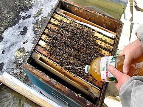 Особенности осеннего ухода за пчелами