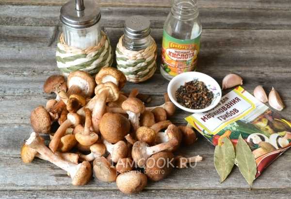 Как готовить пеньковые опята: приготовление грибов на зиму различными способами в домашних условиях
