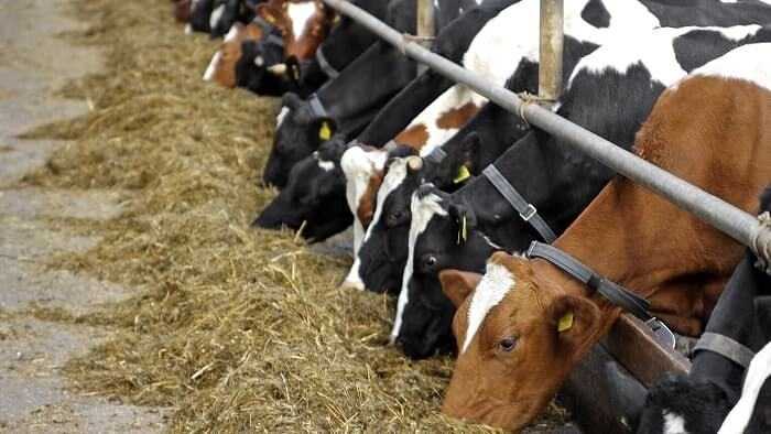 Хвою – коровам! ученые придумали, как сделать молоко дешевле и полезнее | общество | аиф красноярск