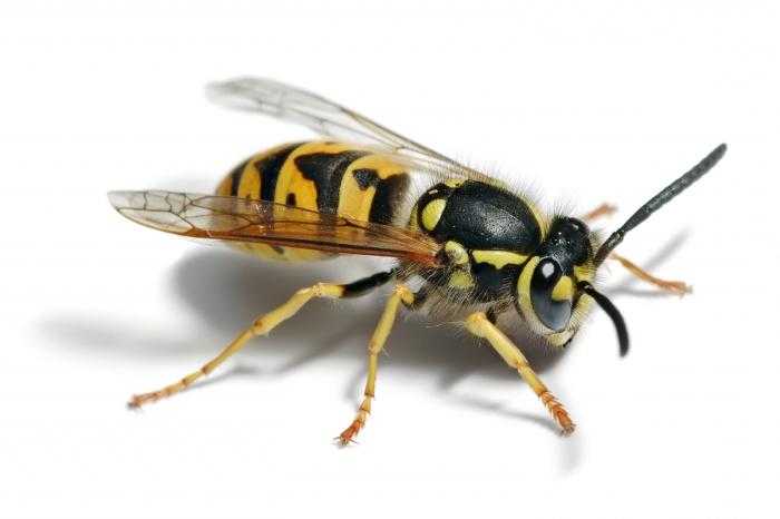 Отличие пчелы от осы: строение, поведение, питание, жало