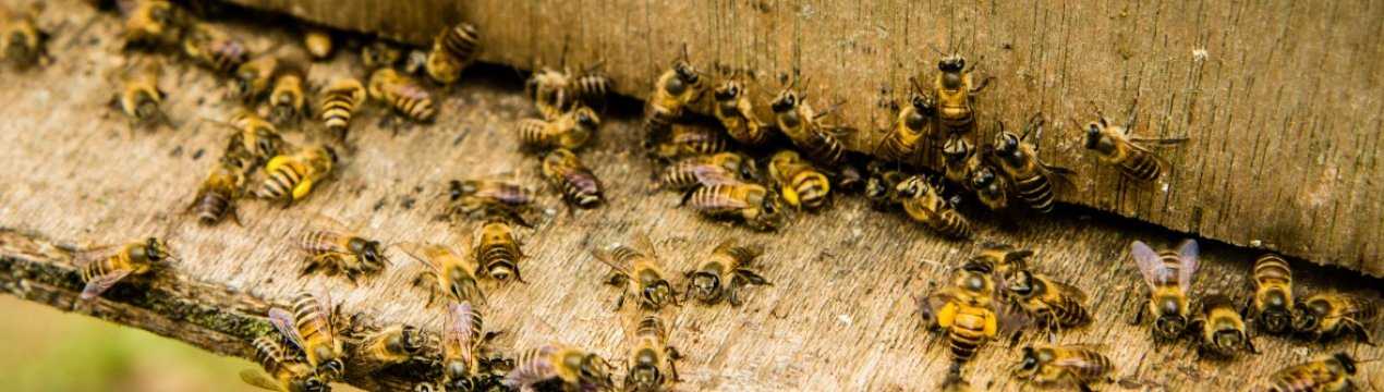 Подкормка пчел весной. виды подкормок и рецепты смесей. как давать подкормку пчелам.