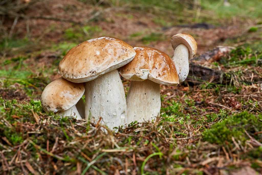 Белые грибы: когда собирать, где растут, польза и вред для организма